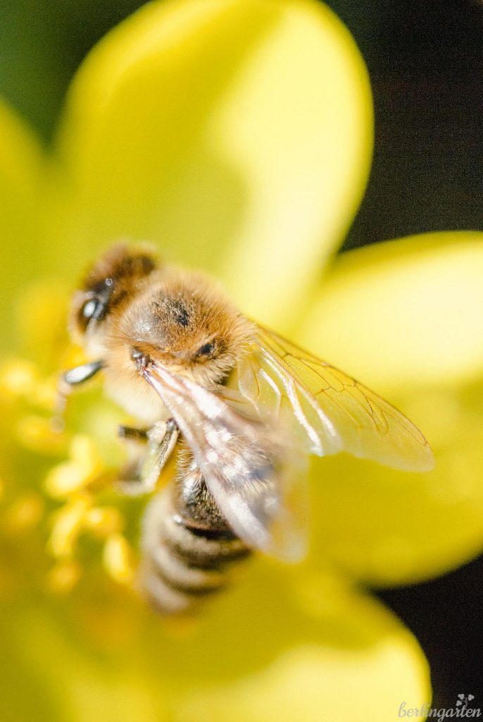 Wertvolle frühe Tracht: Biene auf Winterlingsblüte