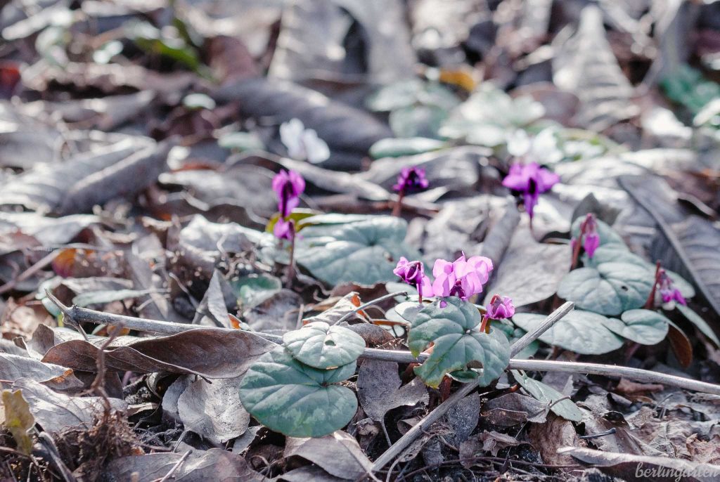 Das Alpenveilchen cyclamen coum blüht ab Februar