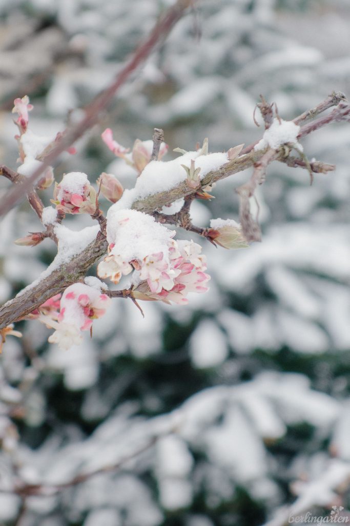 Hartriegel Virburnum bodnantense 'Dawn' blüht auch bei Schnee