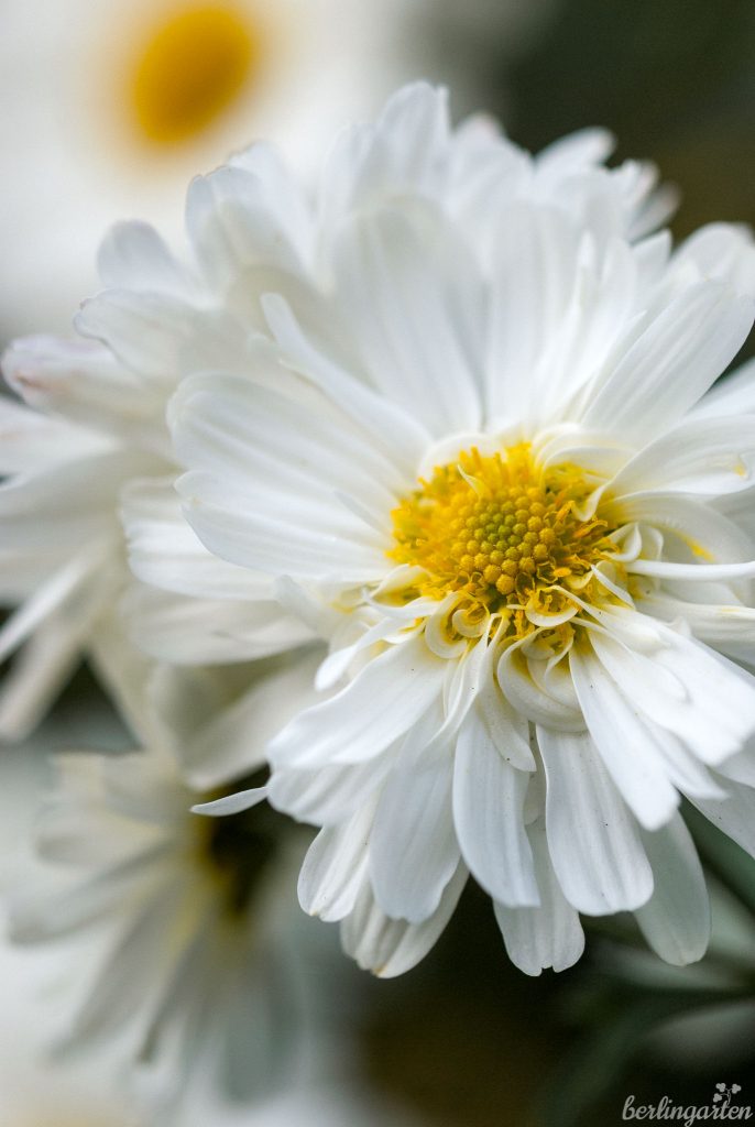 Die schönste weiße Chrysantheme/Winteraster für den Garten ist 'Poesie'