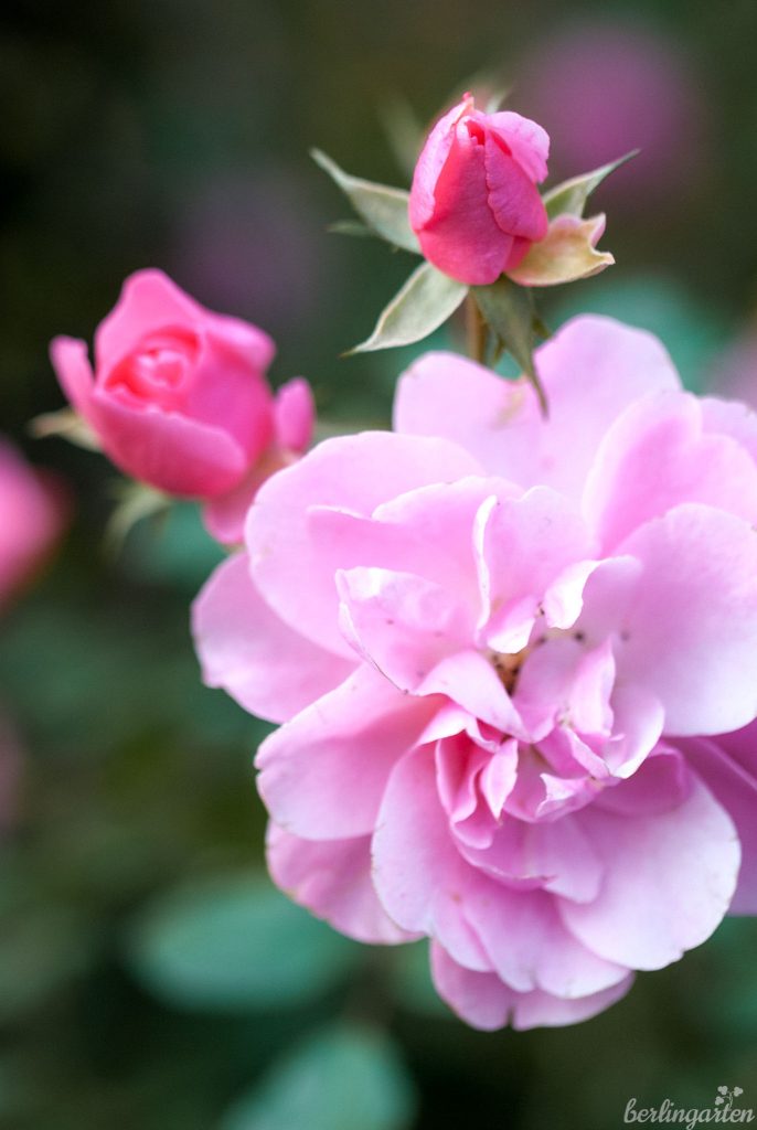 Dauerblüher in rosa: Rose 'Bonica 82'