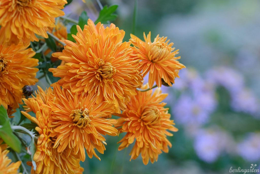 Oranger Knaller: Gartenchrysantheme 'Andrea'