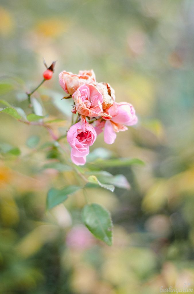 Kleine rosa Blüten bis zum Frost: Rose 'The Fairy'
