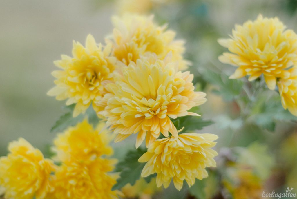 Chrysantheme in schönstem Gelb: Chrysanthemum x hortorum 'Citronella'