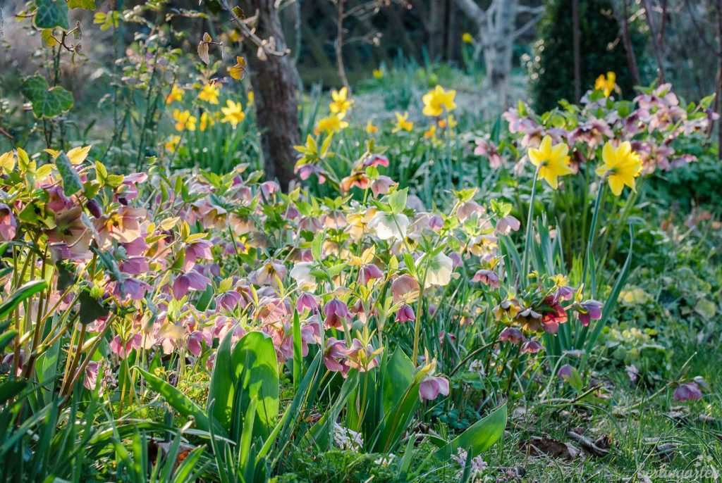 Der Garten im März: durchgeblüht mit Lenzrosen und Narzissen