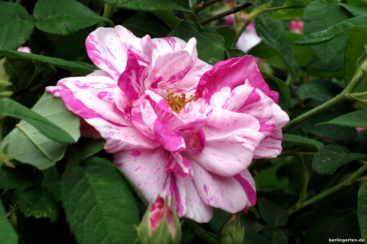 Einzelblüte Rosa Mundi