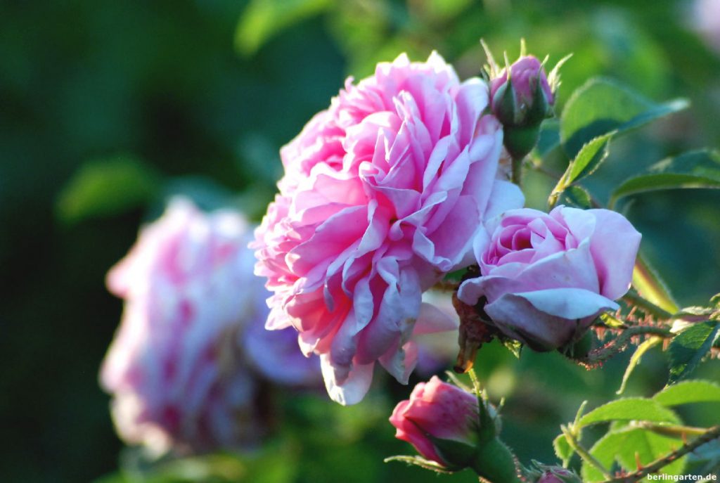 Einzelblüte Rose Königin von Dänemark