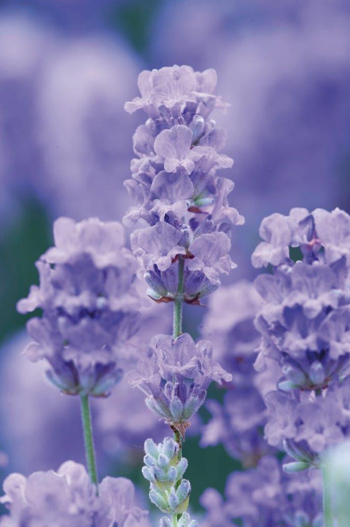 Englischer Lavendel blau