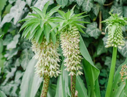 Schopflilie: Eucomis bicolor pflanzen und überwintern