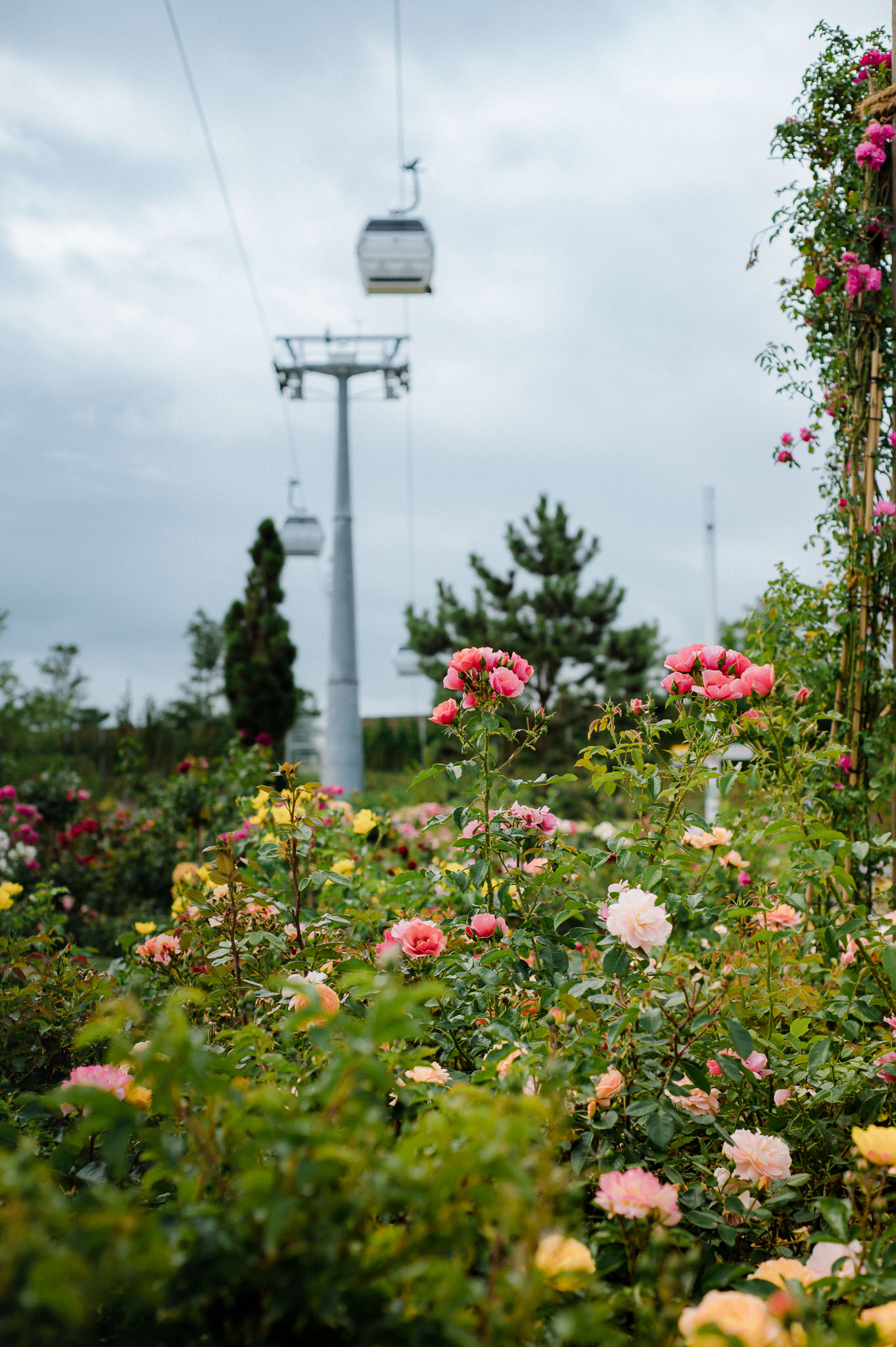 Sie ist der Hingucker auf der Floriade: Gondel über dem Rosengarten