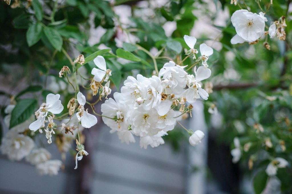 Ramblerrose 'Lykkefund' in weiß