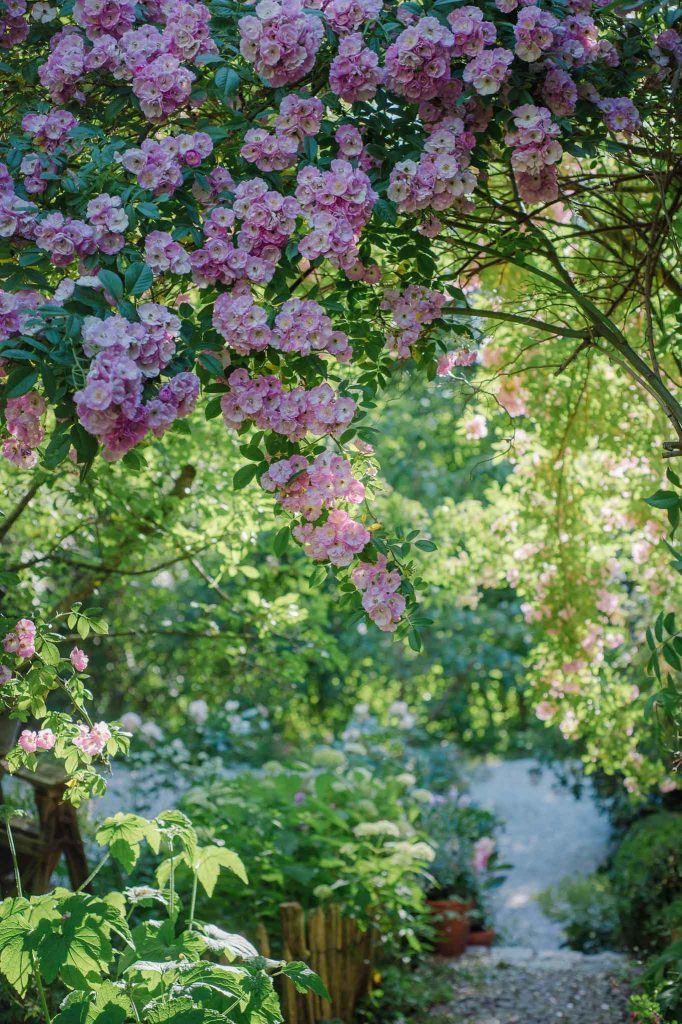 Ramblerrose ungefüllt in hellrosa: 'Kew Rambler'