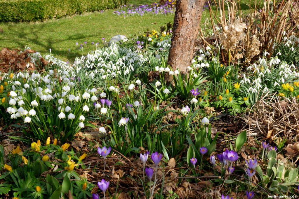 Frühlingsgarten mit Schneeglöckchen, Märzenbechern, Krokussen