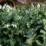 Geaderter Aronstab Arum italicum 'Pictum (Marmoratum)' Schneeglöckchen Galanthus nivalis