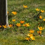 Gelbe Krokusse Crocus chrysanthus