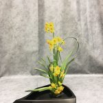 Gelbe Narzissen im Ikebana