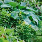 Gelber Lerchensporn Pseudofumaria lutea