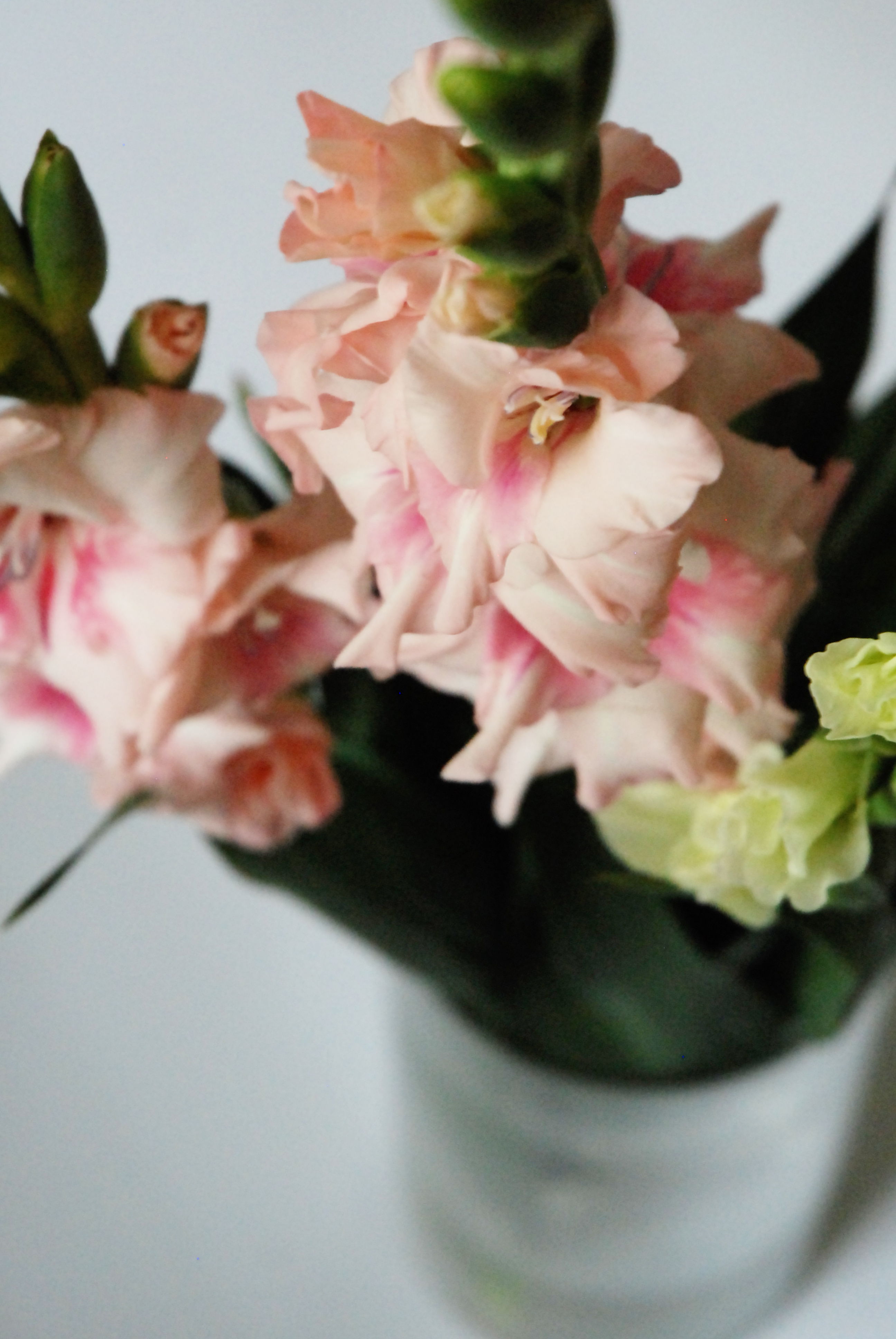Gladiolen gibt es auch gefüllt und in zarten Farben