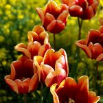 Glühende Farben mit orangen Tulpen und gelbem Berg-Steinkraut (Alyssum montanum)