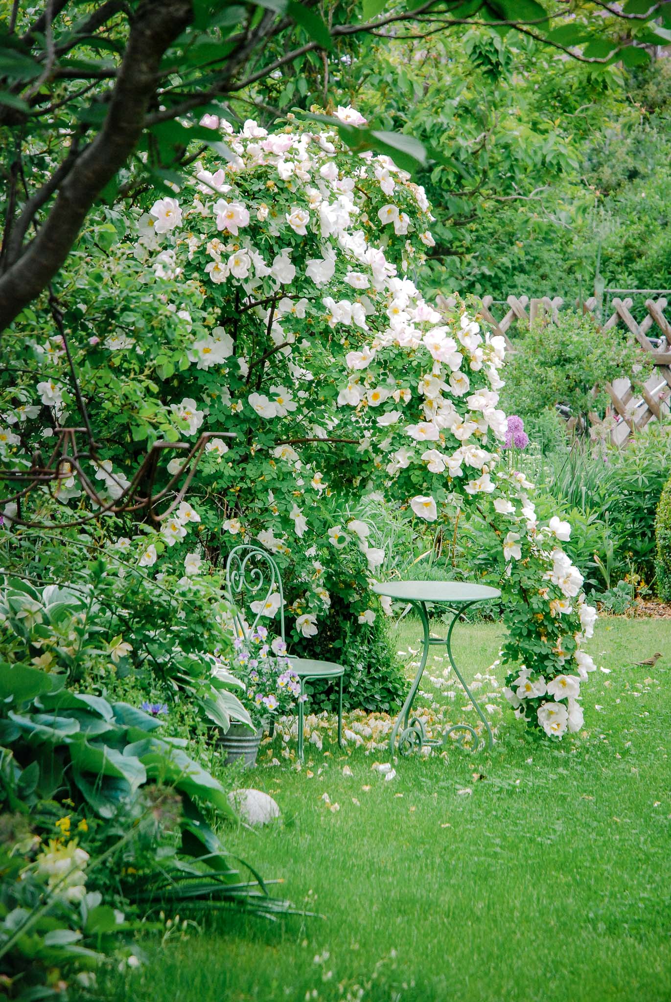 Gartengestaltung Tipps mit großen Pflanzen: Die Strauchrose 'Nevada' ist ein Hingucker im Garten