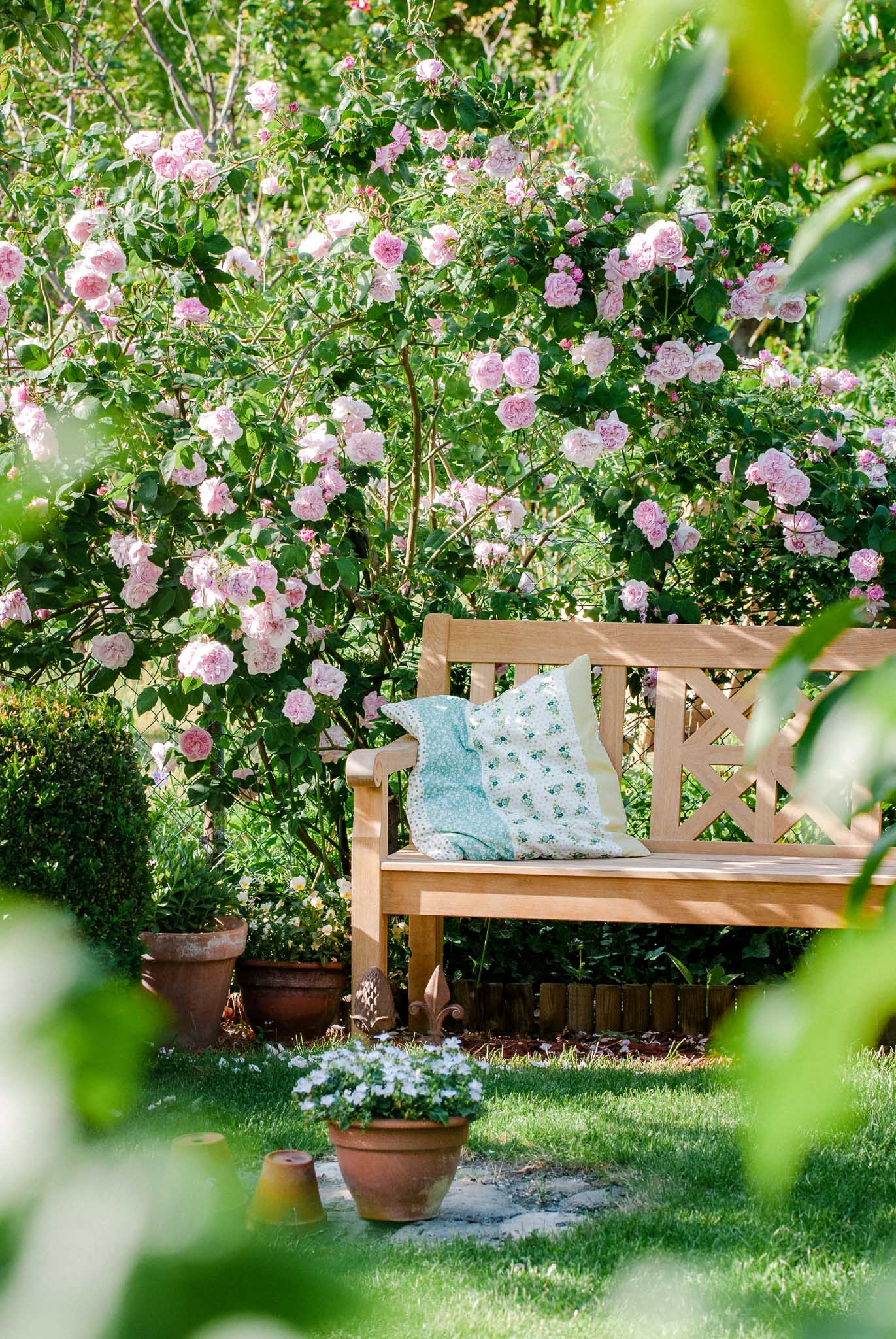 Gartengestaltung mit großen Pflanzen: Rose 'Fantin Latour' über einer Bank
