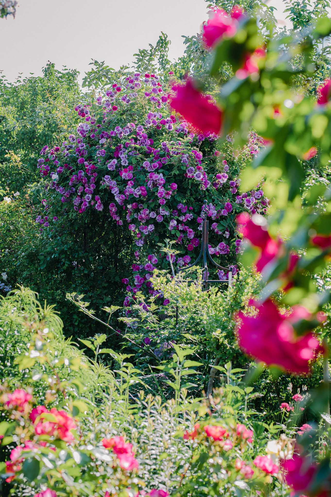 Gartengestaltung in die Höhe gehend mit einem Rosenbogen