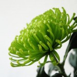 Grüne Chrysantheme