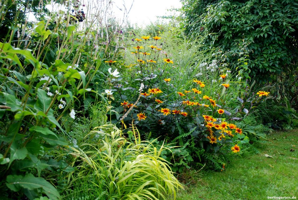 Bei mir im Garten: gelbes Gras und Staudensonnenblume Heliopsis helianthoides var. scabra 'Summer Nights' mit herrlich lilabraunem Laub