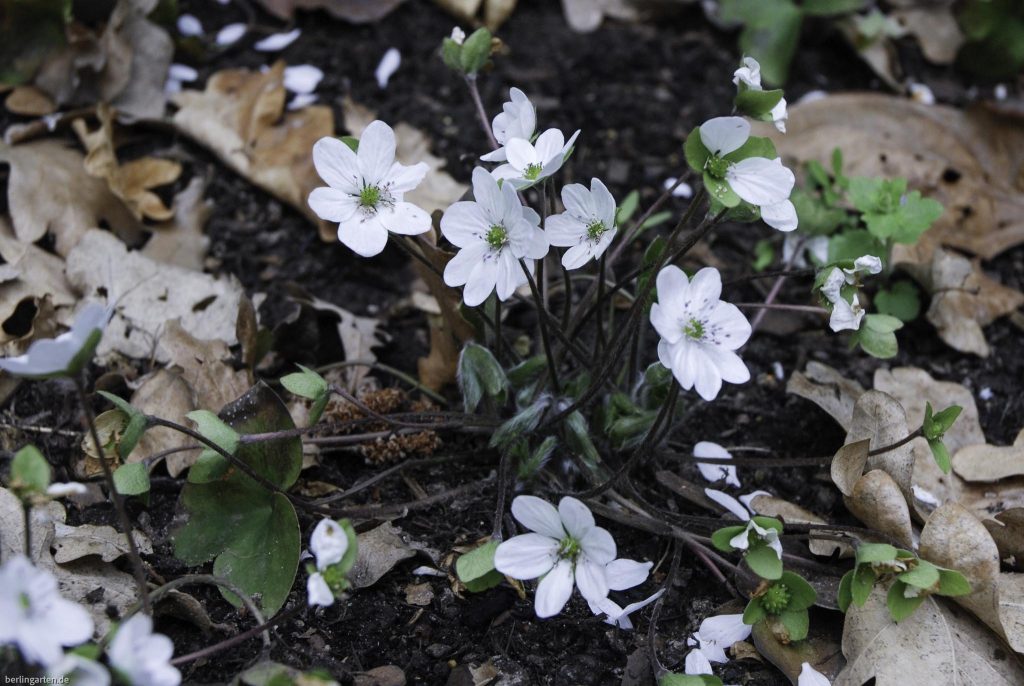 Weißes Leberblümchen Hepatica nobilis 'Giselle'
