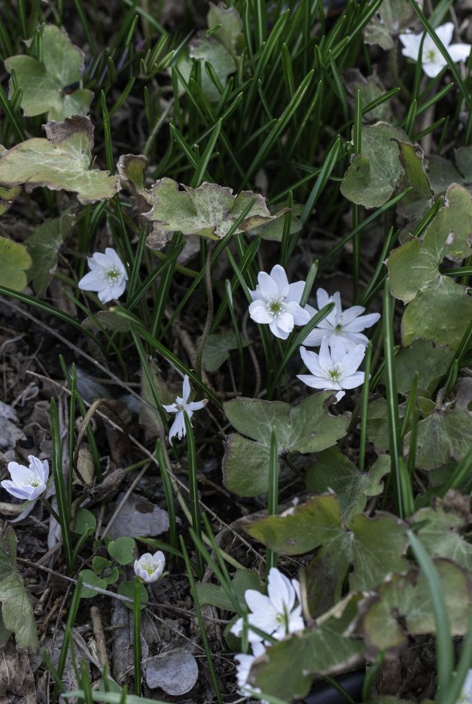 Leberblümchen Hepatica transsilvanica mit altem Laub