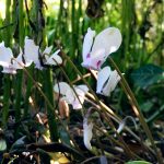 Im Unterholz verborgen wächst das Herbstalpenveilchen Cyclamen hederifolium 'Album'