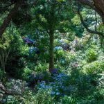 Hortensien so weit das Auge reicht - und blau! Boden und Klima machen es möglich