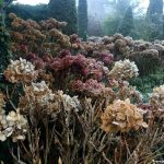 Hortensien im Herbst: immer noch schön