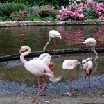 Hübsch zusammen - Flamingos und Rhodos