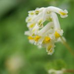 Hübsche Blüten des Gelbweißen Lerchensporns Corydalis ochroleuca