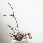 Ikebana mit Sterndolbe zu Hause