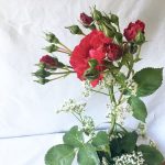 Ikebana rote Rose Portrait
