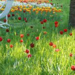 Der Britzer Garten besticht durch eine gelungene Mischung aus natürlichen und Show-Pflanzungen
