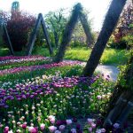 Im Britzer Garten kannst du dir die schönsten Tulpen zum Nachpflanzen in deinem Garten aussuchen