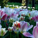 Im Tulipan-Areal finden sich alle Formen und Farben an Tulpen