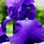 Iris barbata Blue Saphire