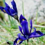 Iris im Gras