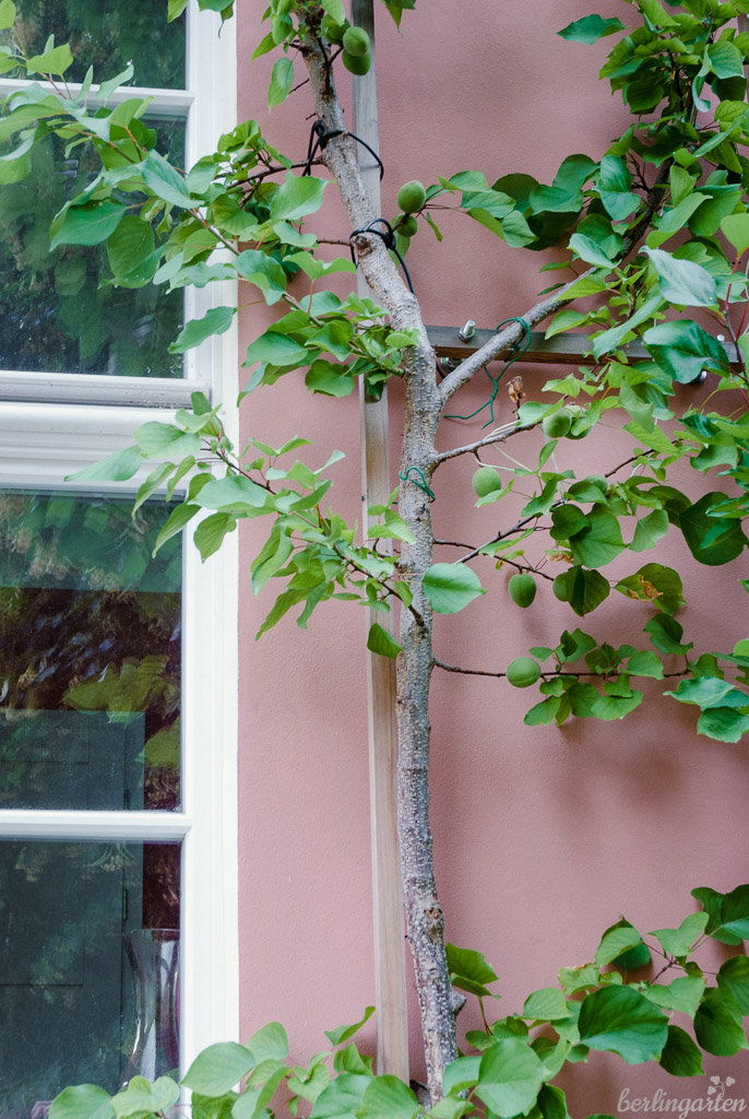 Platz wird genutzt: Aprikosenbaum am Haus als Spalierobst