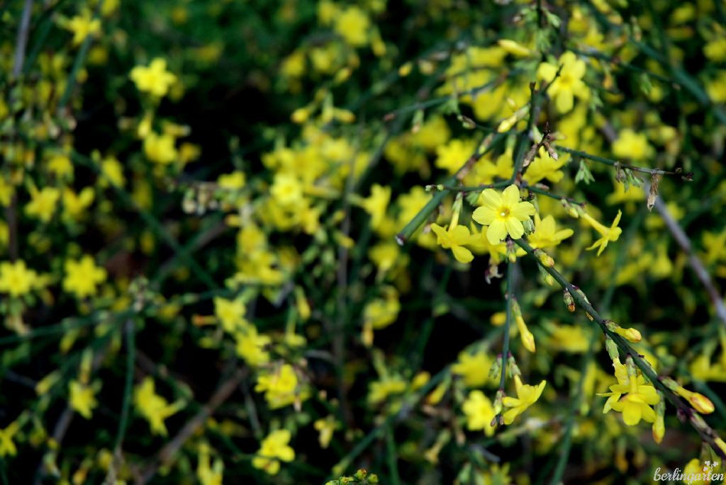 Der Winterjasmin Jasminum nudiflorum eignet sich sogar als Bodendecker für Hanglagen