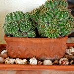 Kaktus geschmückt