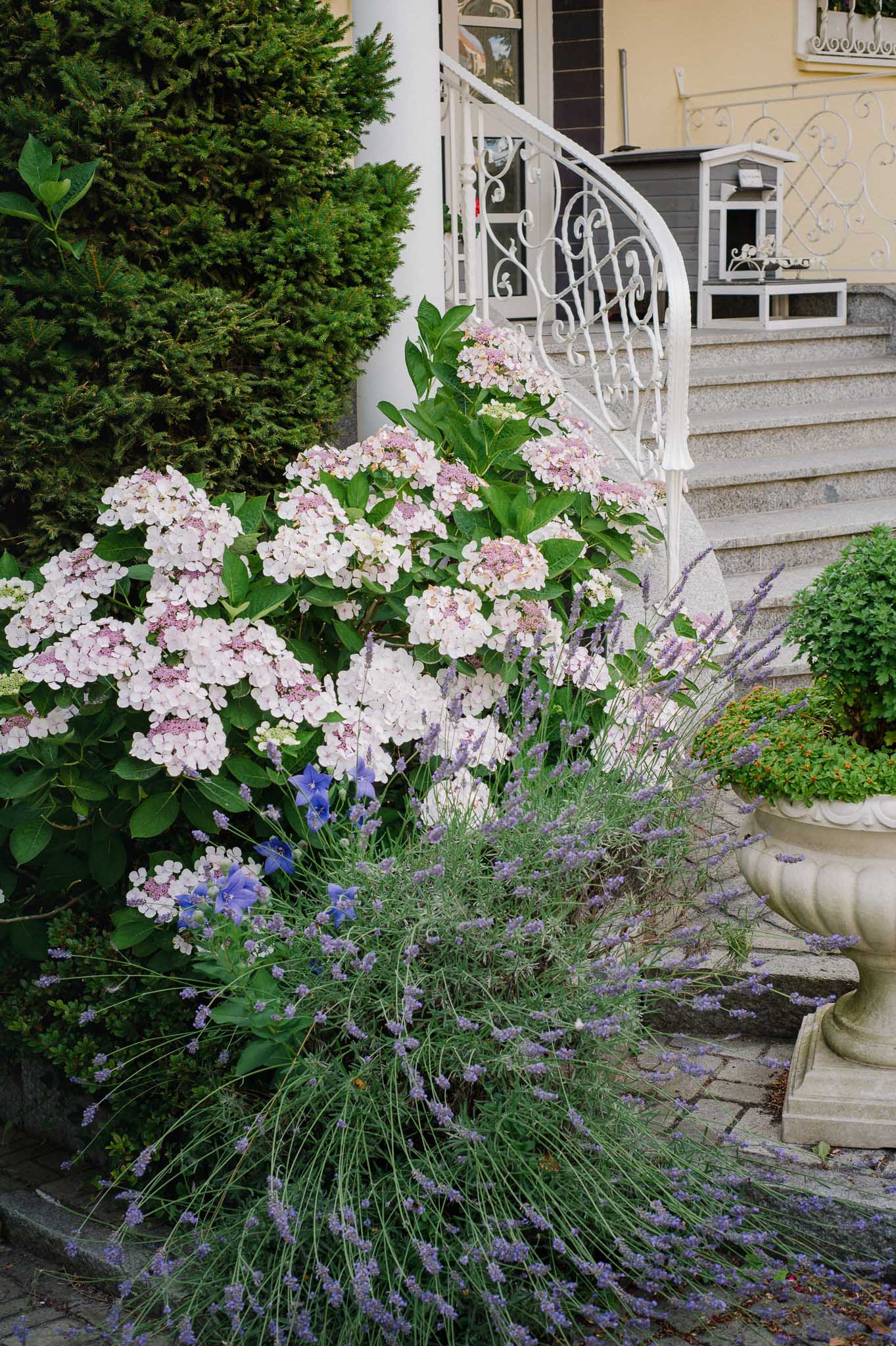 Eingang mit Hortensie, Lavendel und Ballonblume