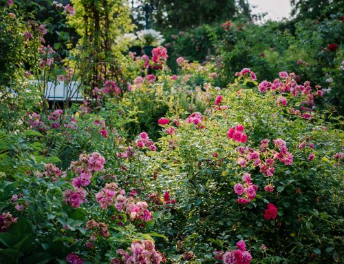 Ein Garten mit Rosen für Mensch und Tier: willkommen bei Karola