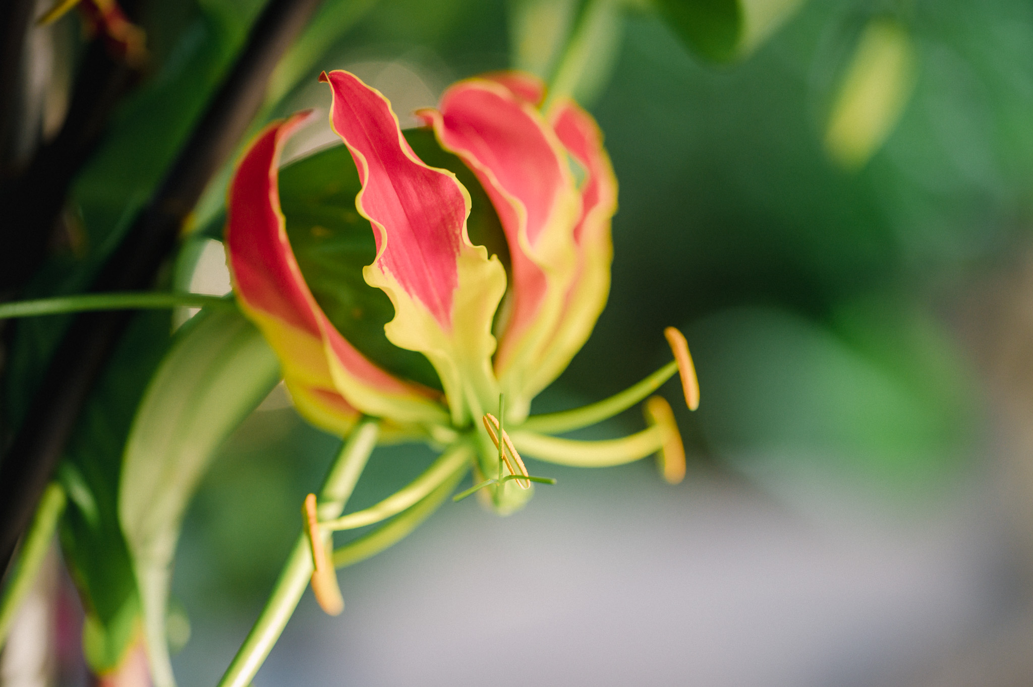 Exotische Rankpflanze in Rot-Gelb: Ruhmeskrone Gloriosa superba