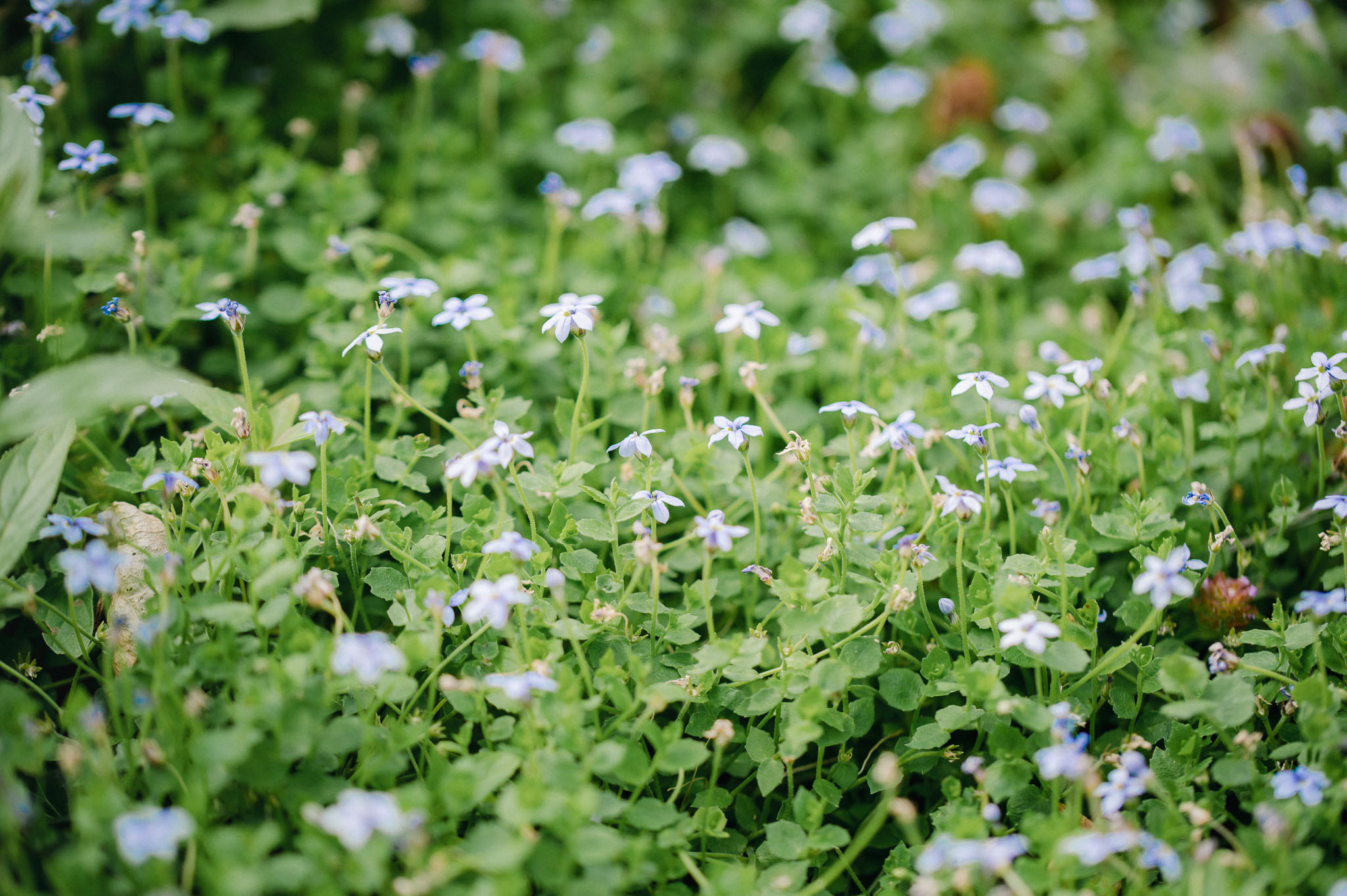 'Blue Foot' ist ein trittfester Bodendecker, der von Mai bis Oktober blüht
