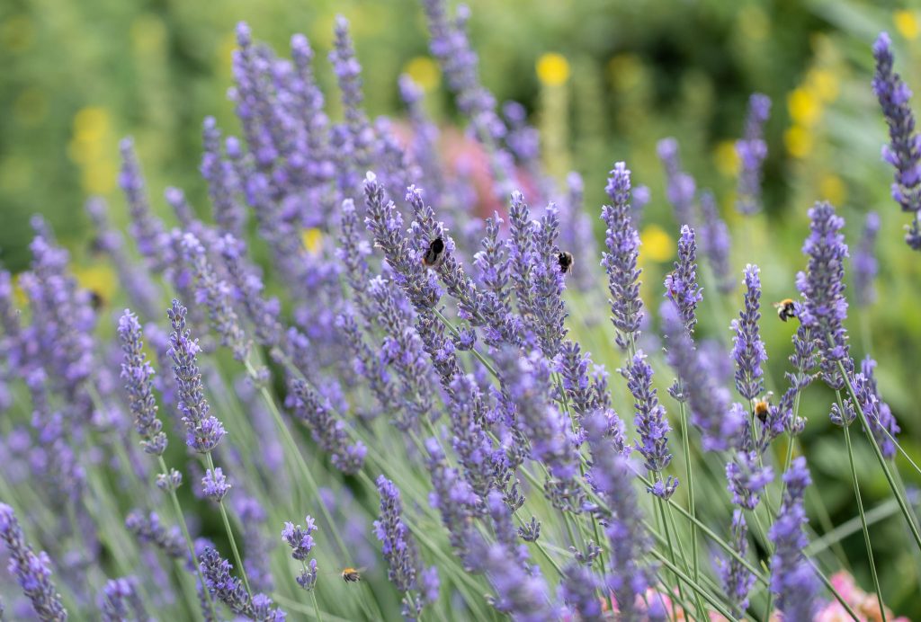 Hummeln laben sich am Lavendel im Garten für Insekten